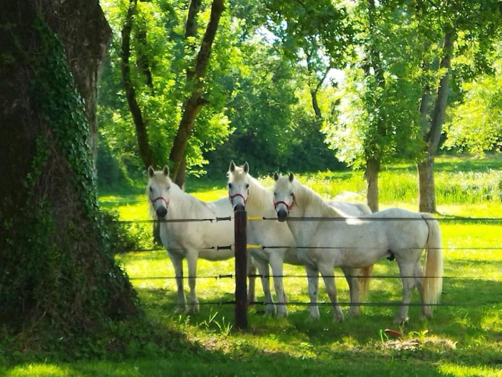 Maison De Campagne Au Coeur D'Un Elevage De Poneys Connemara Le Landreau Εξωτερικό φωτογραφία